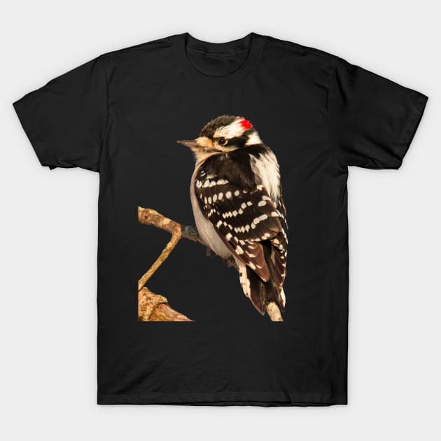 Downy Woodpecker with no background T-Shirt by BirdsnStuff